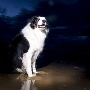 Dog looking away against sky at night