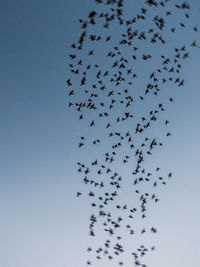 Low angle view of birds flying in the sky