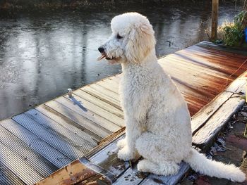 Close-up of dog in lake