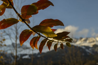 Close-up of plant against sky