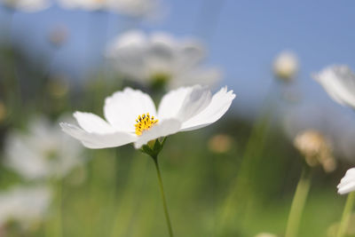 Close-up of white cosmos flowers blooming outdoors