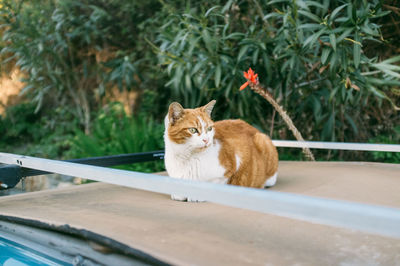 Cat sitting on car hood against trees