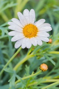 Close-up of white flower blooming outdoors