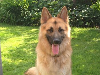 Portrait of dog standing on grassy field