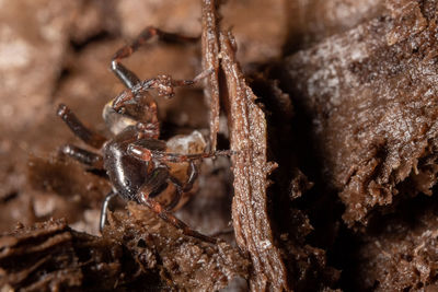 macro photography