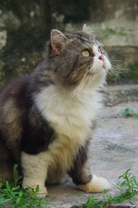 Close-up of cat looking away