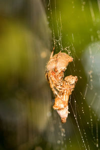 Close-up of spider on web