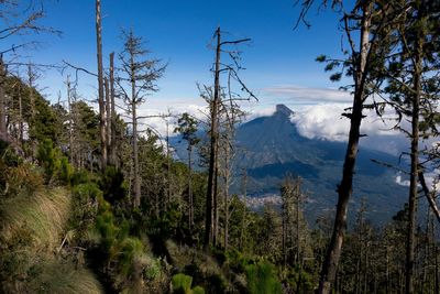 Scenic view of trees growing on mountain against sky