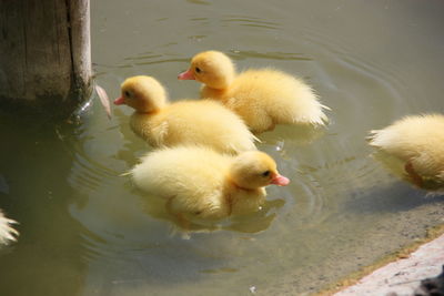 Ducklings in a lake