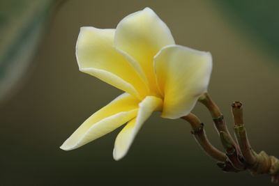 Close-up of flower against blurred background