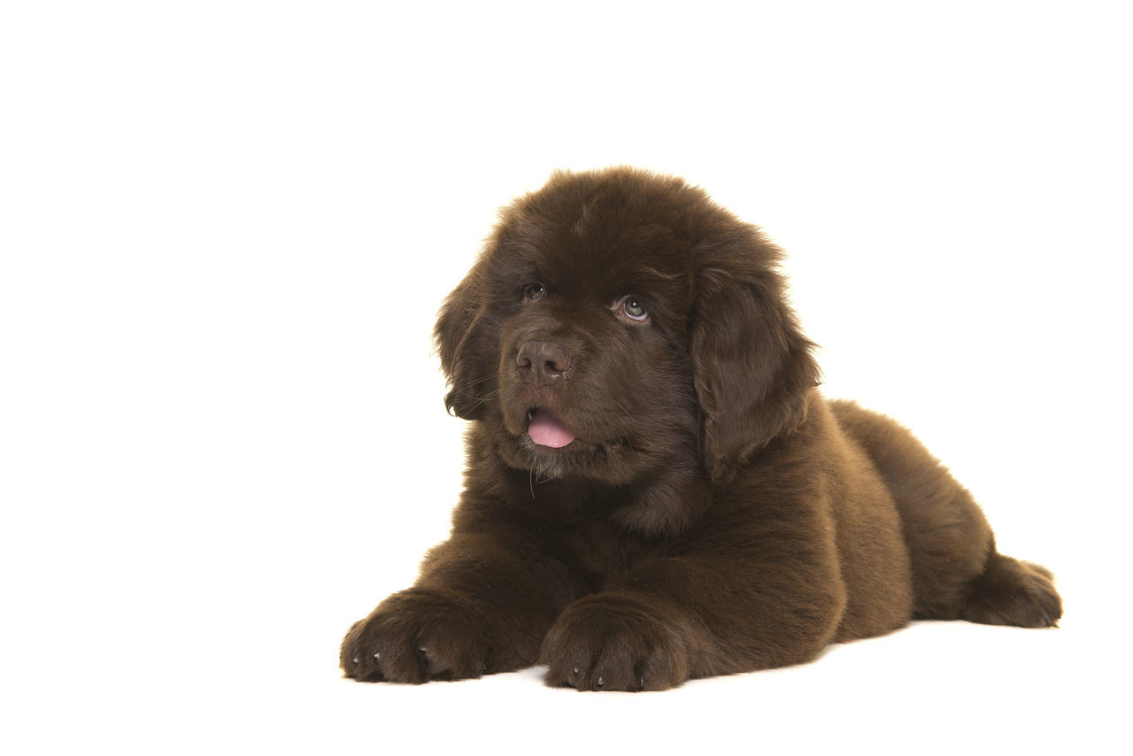 PUPPY SITTING ON WHITE BACKGROUND