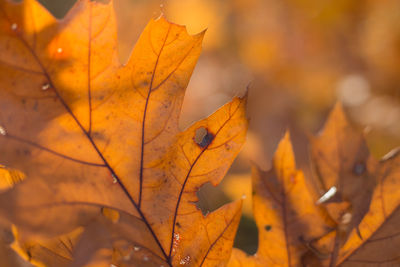 Close-up of dried leaves on plant