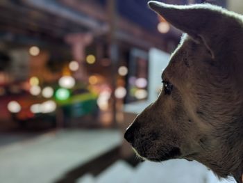 Close-up of dog looking away