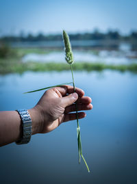 Close-up of hand holding plant