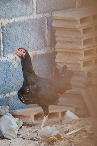 Side view of a bird against the wall