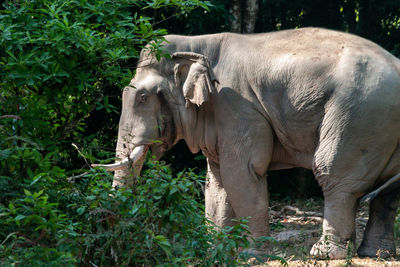 View of horse on field
