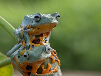 Close-up of a frog