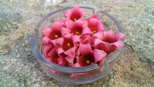 High angle view of pink flowers in bowl