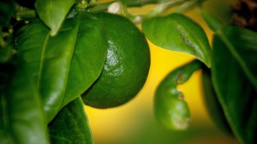 Close-up of lemon growing on branch