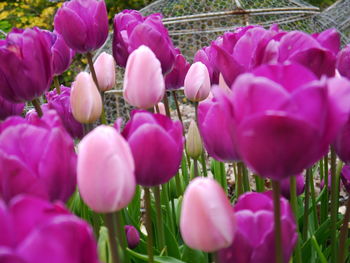 Purple tulips blooming in bloom