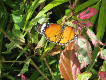 Butterfly pollinating flower