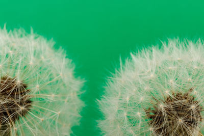 Macro shot of plants against blue background