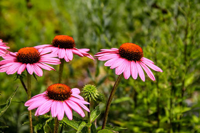 Close-up of pink flower in park