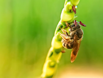 Close-up of bee pollinating flower