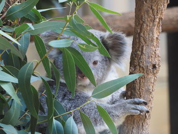 Close-up of koala bear on tree