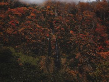 Trees growing in forest during autumn