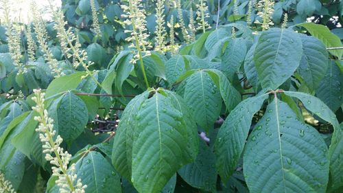 Close-up of fresh green plants