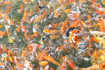 View of fish swimming in sea