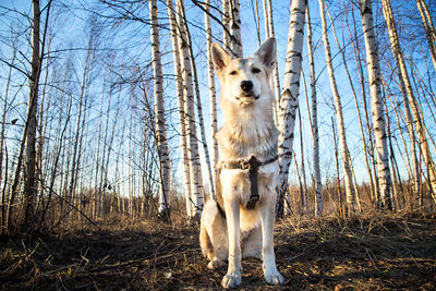 Dog in a forest