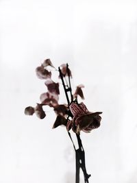 Close-up of wilted plant against sky