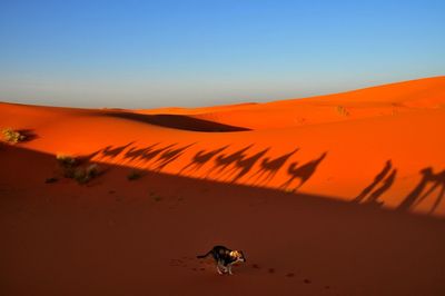 High angle view of dog walking on desert during sunny day