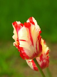 Close-up of red rose flower