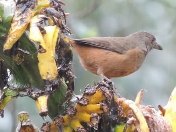 Close-up of birds perching on twig