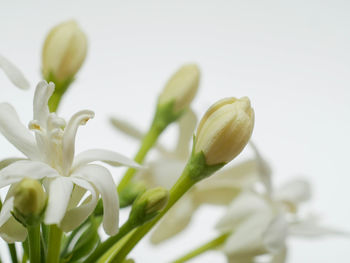 Close-up of white flowering plant