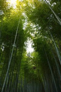 Low angle view of trees in forest