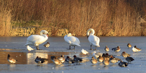 Flock of swans on lake