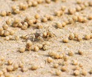 Close-up of spider on sand