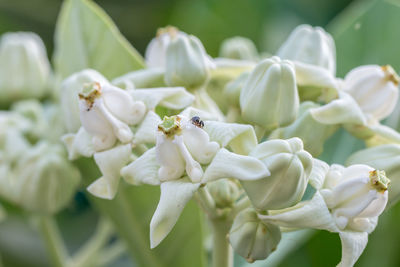 Close-up of white flowering plant