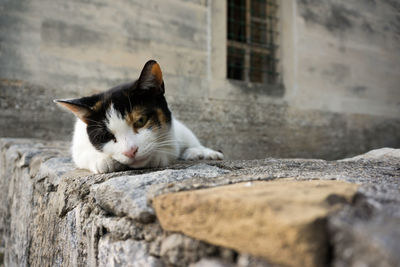 Portrait of cat relaxing on retaining wall