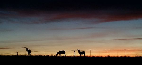 Silhouette horses on landscape against sky