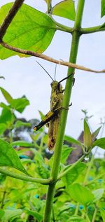 Close-up of insect on plant against sky