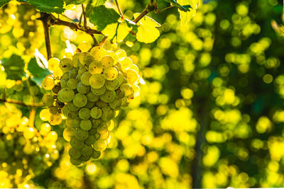 Close-up of grapes growing in vineyard