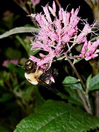 Close-up of bee on purple flower