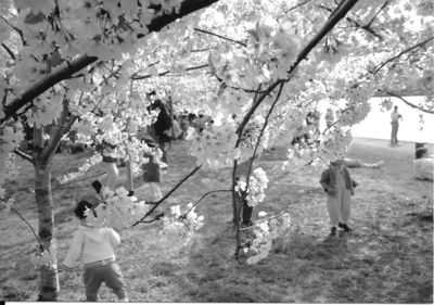 High angle view of cherry tree in park