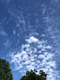 Low angle view of trees against blue sky