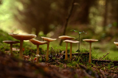 Close-up of mushroom growing on field